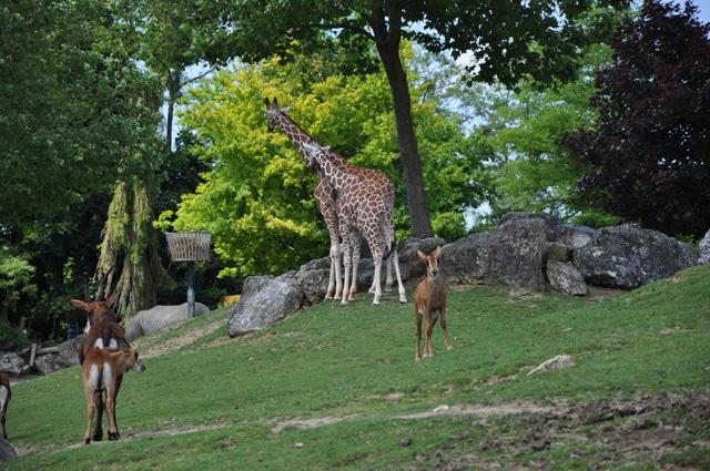 min 2013 07 06 beauval 086